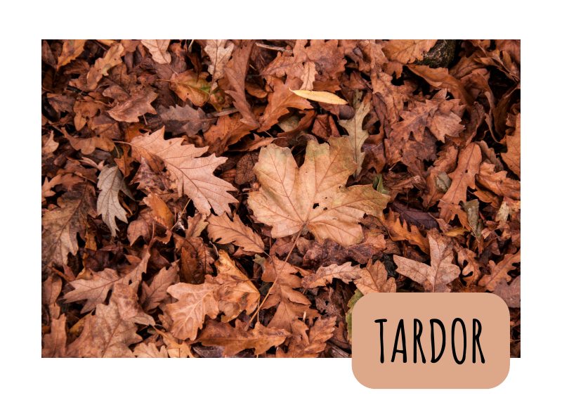 Vista previa de Dossier Tardor Català